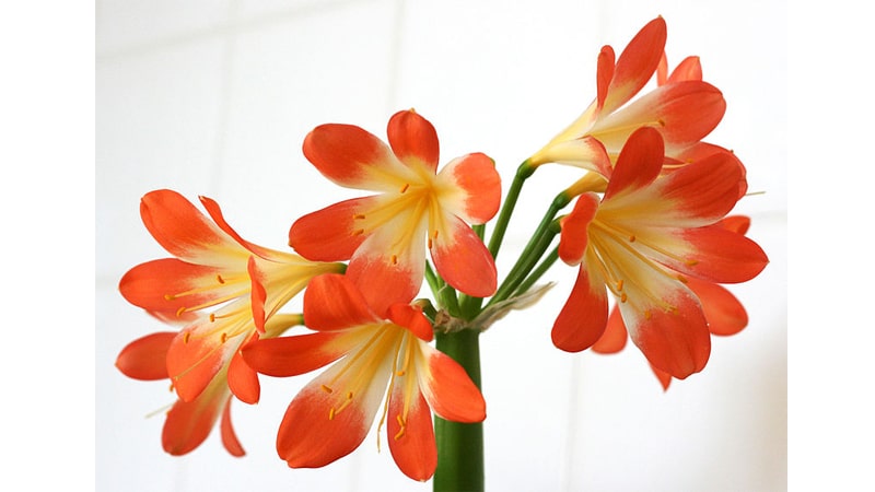 Amaryllis flower names for girls