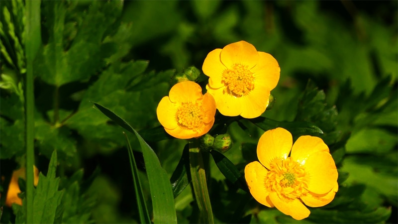 Buttercup flower names for baby girls