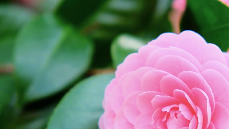 Camellia flower names for baby girls
