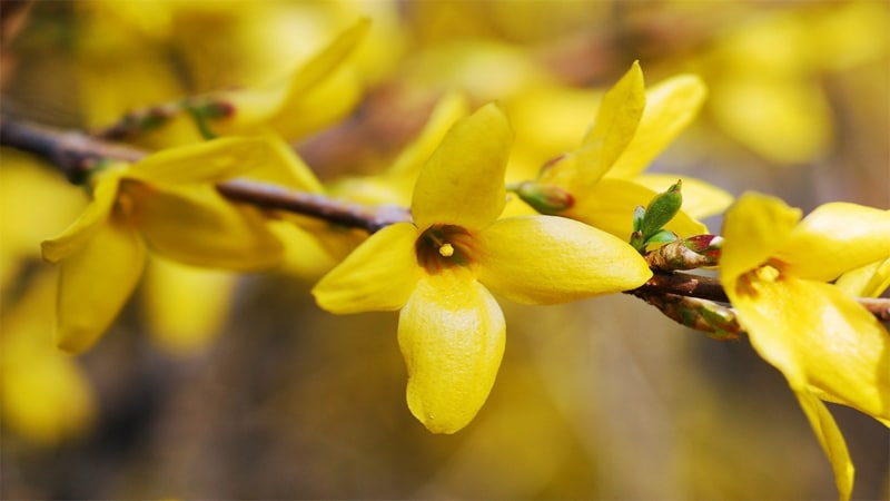 Forsythia flower names for baby girls