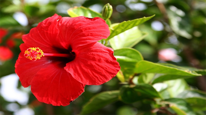 Hibiscus flower names for baby girls