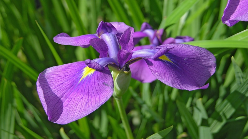 Iris flower names for baby girls