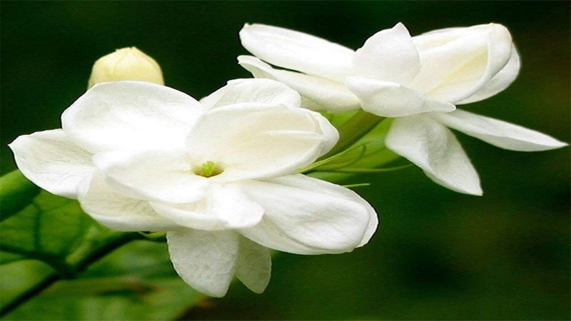 Jasmine flower names for baby girls