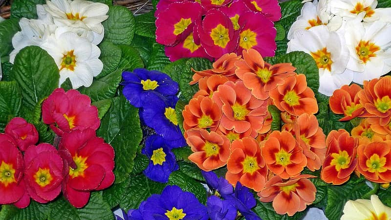 Primrose flower names for baby girls