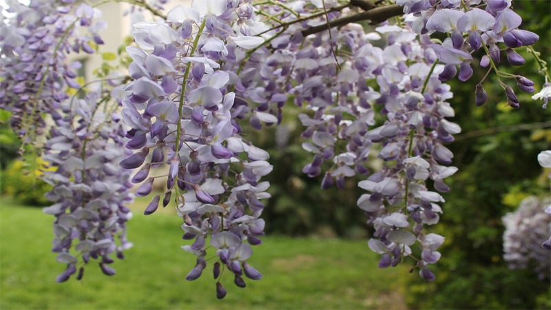 Wisteria  flower names for baby girls