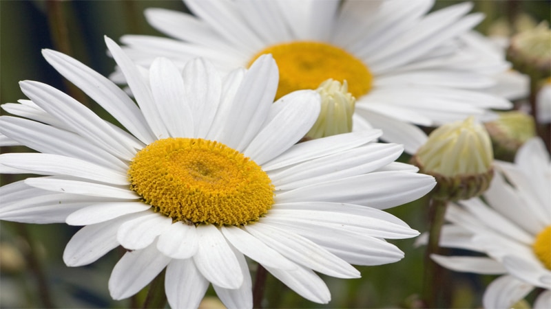 daisy flower names for baby girls